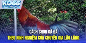 Cách Chọn Gà Đá