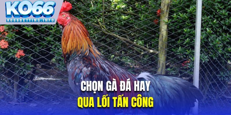 Chọn gà đá hay qua lối tấn công “Gà đá đầu mặt”