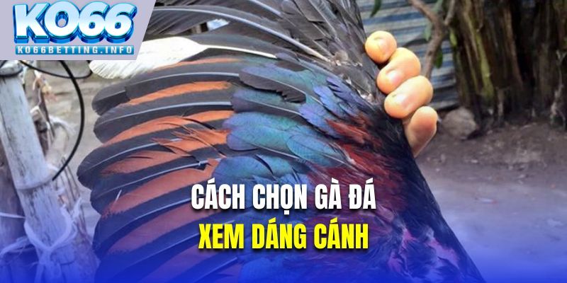 Cách chọn gà đá là xem dáng cánh