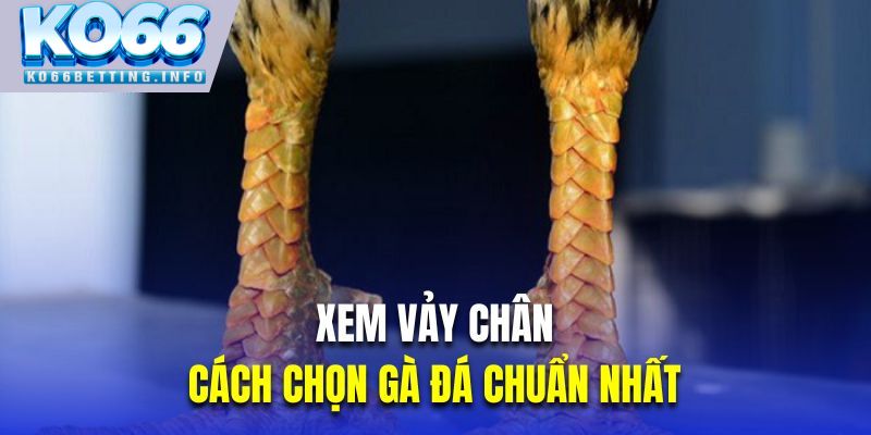 Xem vảy chân là cách chọn gà đá chuẩn nhất