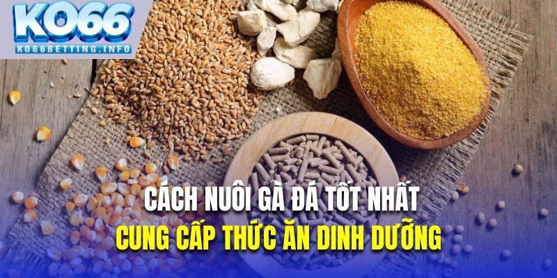 Cung cấp thức ăn dinh dưỡng là cách nuôi gà đá tốt nhất