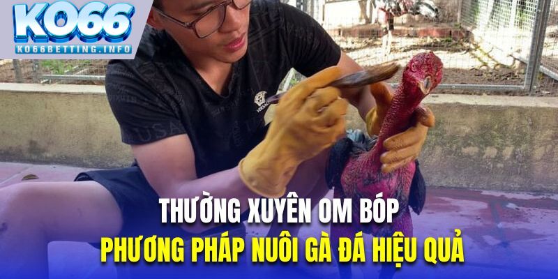 Thường xuyên om bóp là phương pháp nuôi gà đá hiệu quả