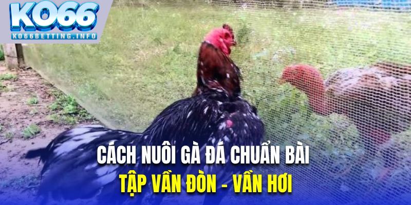 Tập vần đòn – vần hơi là cách nuôi gà đá chuẩn bài