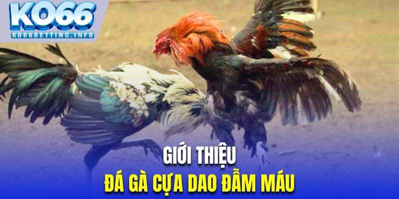 Giới thiệu thể loại thi đấu chọi kê cựa dao đẫm máu