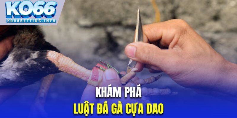 Khám phá luật đá gà cựa dao chi tiết 2024