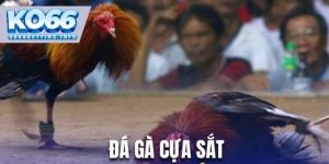 Đá gà cựa sắt