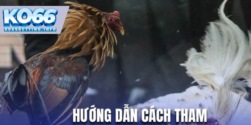 Hướng dẫn khách hàng cá cược chọi kê cựa sắt tại KO66