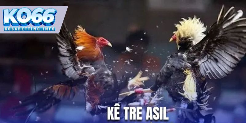 Kê tre Asil là hình thức đá gà cựa sắt đỉnh nhất KO66