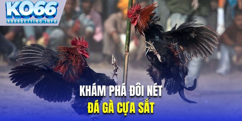 Khám phá đôi nét về chọi kê bằng cựa sắt